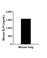 Mouse Slpi Recombinant monoclonal antibody, PBS Only (Capture) 86061-2-PBS proteintech