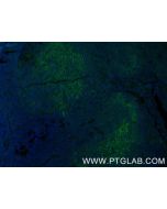 CD19 Recombinant monoclonal antibody, PBS Only 86116-1-PBS proteintech