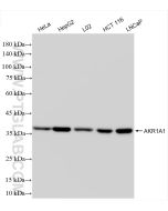 AKR1A1 Recombinant monoclonal antibody, PBS Only 86147-1-PBS proteintech