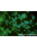 NPTX2 Recombinant monoclonal antibody 86203-1-RR proteintech
