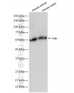 Mouse LBP Recombinant monoclonal antibody, PBS Only 86253-1-PBS proteintech