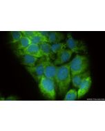 RPS3A Recombinant monoclonal antibody 86254-3-RR proteintech