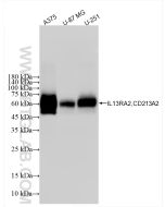 IL-13RA2 Recombinant monoclonal antibody, PBS Only (Capture) 86298-2-PBS proteintech
