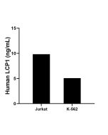 LCP1 Recombinant monoclonal antibody, PBS Only (Capture) 86299-5-PBS proteintech