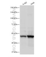 Biotin Recombinant monoclonal antibody, PBS Only 86349-3-PBS proteintech