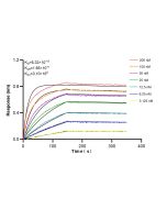 OXR1 Recombinant monoclonal antibody 86359-3-RR proteintech