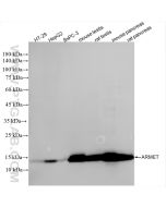 ARMET Recombinant monoclonal antibody, PBS Only (Capture) 86360-2-PBS proteintech