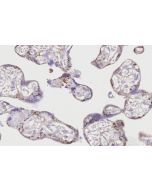 GLDC Recombinant monoclonal antibody, PBS Only 86378-1-PBS proteintech