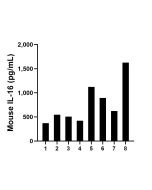Mouse Il16 Recombinant monoclonal antibody, PBS Only (Capture) 86421-3-PBS proteintech
