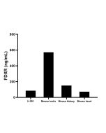 FDXR Recombinant monoclonal antibody, PBS Only (Capture) 86431-4-PBS proteintech