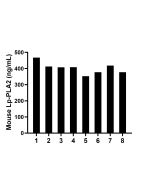 Mouse Pla2g7 Recombinant monoclonal antibody, PBS Only (Detector) 86497-2-PBS proteintech