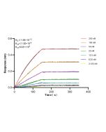 KLK11 Recombinant monoclonal antibody 86517-1-RR proteintech