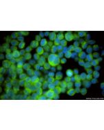 ALDH1A2 Recombinant monoclonal antibody 86518-1-RR proteintech