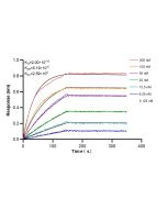RAB12 Recombinant monoclonal antibody, PBS Only 86560-1-PBS proteintech