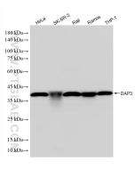 DAP3 Recombinant monoclonal antibody, PBS Only (Capture) 86586-2-PBS proteintech