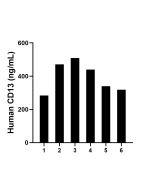 CD13 Recombinant monoclonal antibody, PBS Only (Detector) 86620-6-PBS proteintech