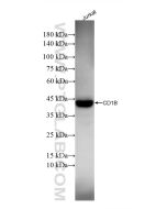 CD1b Recombinant monoclonal antibody 86652-5-RR proteintech