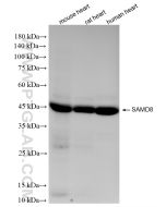 SAMD8 Recombinant monoclonal antibody, PBS Only 86670-1-PBS proteintech