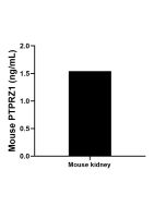 Mouse PTPRZ Recombinant monoclonal antibody, PBS Only (Capture) 86687-1-PBS proteintech