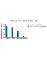 Acetyl-Histone H2A (Lys13) Recombinant monoclonal antibody, PBS Only 86691-1-PBS proteintech