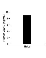 ZW10 Recombinant monoclonal antibody, PBS Only (Capture) 86726-3-PBS proteintech