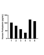 PDPN Recombinant monoclonal antibody, PBS Only (Detector) 86750-5-PBS proteintech