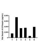 Rat Serpin A12 Recombinant monoclonal antibody, PBS Only (Capture) 86801-2-PBS proteintech