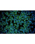 FBP17 Recombinant monoclonal antibody 86852-2-RR proteintech
