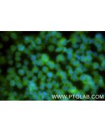 FBXL13 Recombinant monoclonal antibody, PBS Only 86857-1-PBS proteintech