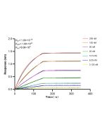 CAMK2B Recombinant monoclonal antibody, PBS Only (Detector) 86858-1-PBS proteintech