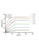 TPK1 Recombinant monoclonal antibody 86878-1-RR proteintech