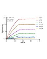 Laminin beta 1 Recombinant monoclonal antibody, PBS Only (Capture) 86881-1-PBS proteintech