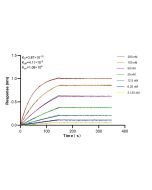 MLKL Recombinant monoclonal antibody 86931-1-RR proteintech