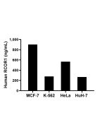 RCOR1 Recombinant monoclonal antibody, PBS Only (Capture) 86954-3-PBS proteintech