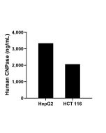 CNP Recombinant monoclonal antibody, PBS Only (Capture) 86967-6-PBS proteintech