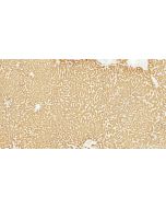 ACSL5 Recombinant monoclonal antibody 86982-1-RR proteintech