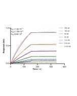 RPS6KB2 Recombinant monoclonal antibody, PBS Only 86983-1-PBS proteintech