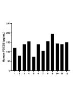 PDCD5 Recombinant monoclonal antibody, PBS Only (Detector) 86999-1-PBS proteintech