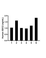 SDC2 Recombinant monoclonal antibody, PBS Only (Detector) 87000-1-PBS proteintech
