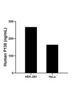 P130 Recombinant monoclonal antibody, PBS Only (Capture) 87016-3-PBS proteintech