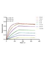 ZCCHC8 Recombinant monoclonal antibody, PBS Only 87017-1-PBS proteintech