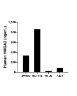 HMGA2 Recombinant monoclonal antibody, PBS Only (Detector) 87021-3-PBS proteintech