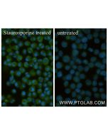 Cleaved Caspase 3/P12 Recombinant monoclonal antibody, PBS Only 87055-4-PBS proteintech