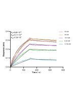CD21 Recombinant monoclonal antibody, PBS Only (Detector) 87097-1-PBS proteintech