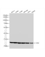 CDK2 Recombinant monoclonal antibody Proteintech  83635-5-RR