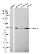 TSPAN14 Recombinant monoclonal antibody, PBS Only 87131-2-PBS proteintech