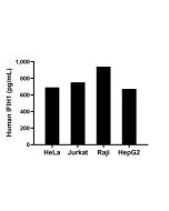 IFIH1 Recombinant monoclonal antibody, PBS Only (Capture) 87135-3-PBS proteintech