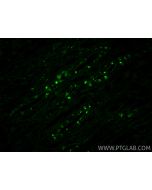 ATP6V1F Recombinant monoclonal antibody, PBS Only 87157-1-PBS proteintech