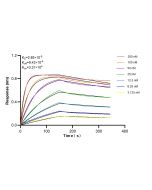 EBP50/NHERF-1 Recombinant monoclonal antibody 87174-1-RR proteintech
