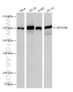 MYO18A Recombinant monoclonal antibody, PBS Only 87218-4-PBS proteintech